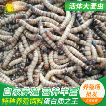 �Bֳ���ߵ��ׄ�����ϴ����x���l ���x���w�W�^��ü�B�Z��ü��ʳ