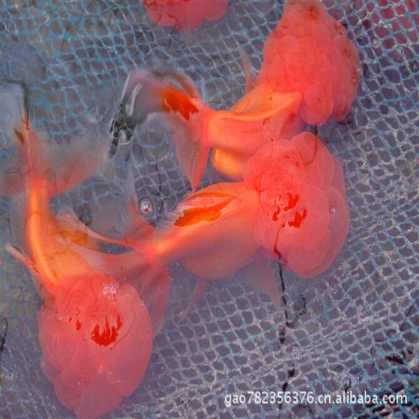 Скидка на золотых рыбок: прямые поставки высококачественных ассорти из золотых рыбок, рыбной копчености и рыбок для фэн-шуй оптом по фунтам от рыбоводческой фермы Ximing.