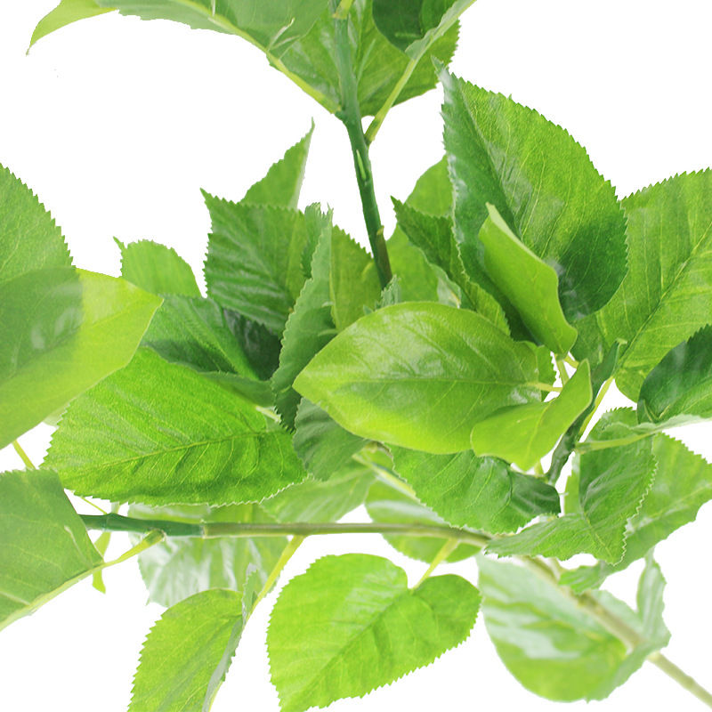 XRB-012苹果五叉枝叶子 (7).jpg