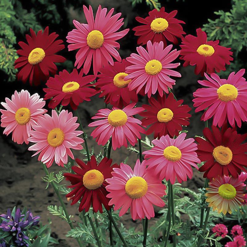 夏季驅蚊蟲植物花草盆栽紅花除蟲菊種子驅蚊草籽驅蒼蠅驅蛇四季播