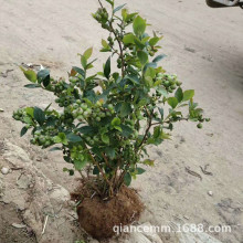 蓝莓苗盆栽南方北方四季种植各种水果苗果树阳台特大果苗当年结果