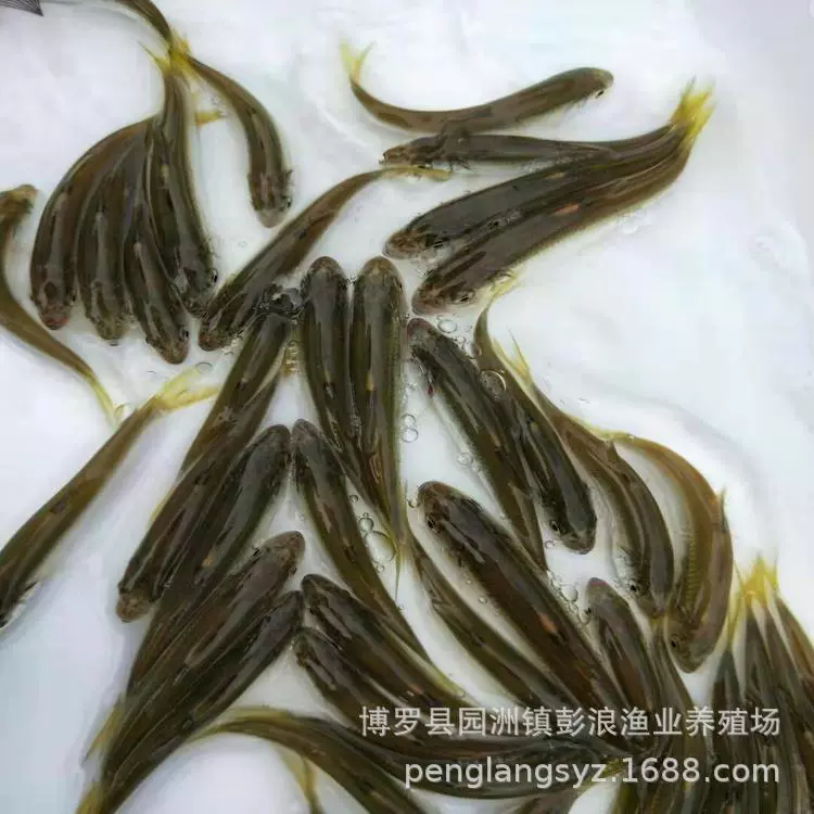 [Прямо от производителя] Живая рыба-гольян для ловли в холодной воде в ручьях.