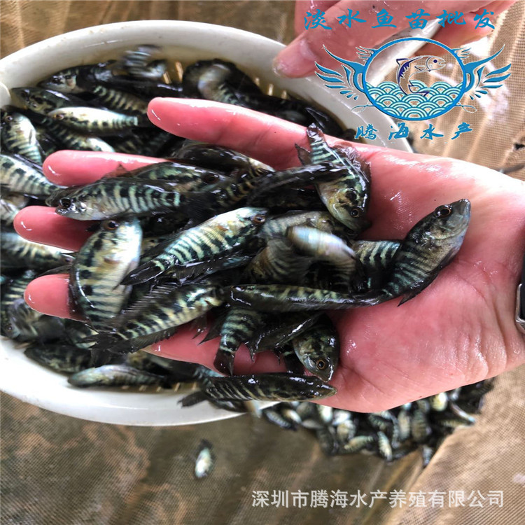 淡水石斑鱼苗5.jpg