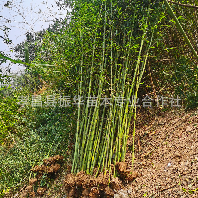庭院园林绿化植物青竹刚竹 贵竹 窝竹从竹倭竹价格盆栽地栽户外-阿里巴巴