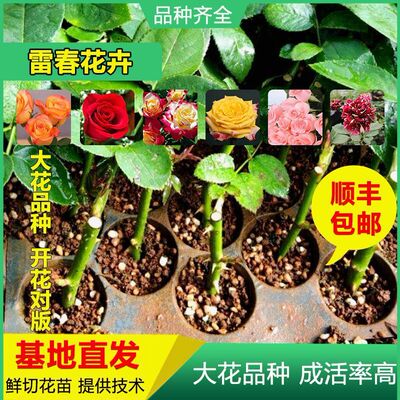 30棵起顺丰包邮云南卡罗拉红玫瑰鲜切花种苗大花丰花月季苗绿化苗