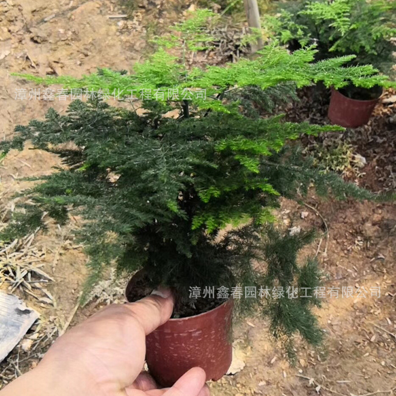 小文竹批发 云片松 办公室桌面畅销绿植盆栽 福建文竹苗产地直销