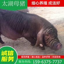 杜洛克种猪二元三元母猪育种太湖母猪小猪苗瘦肉型大体型太湖母猪