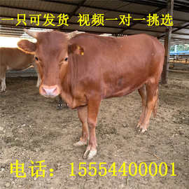 河北养殖场批量出售肉牛犊鲁西黄牛牛犊价格便宜送一年饲料