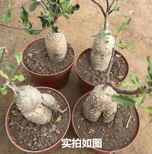 火星人萝藦科块根植物块根实生多肉植物 种苗花卉网