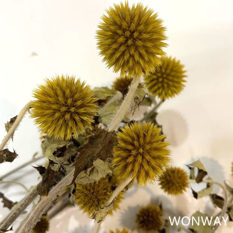 微信图片_20200226144320_副本