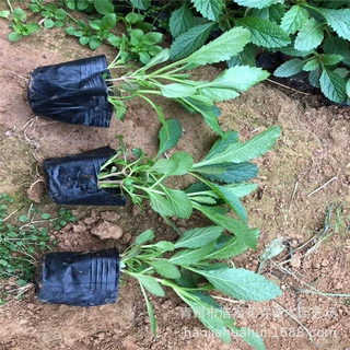 柳叶马鞭草 矮化马鞭草 桑托斯营养杯苗 绿化景观工程 品种齐全