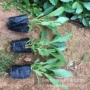 桑托斯品种齐全绿化马鞭草