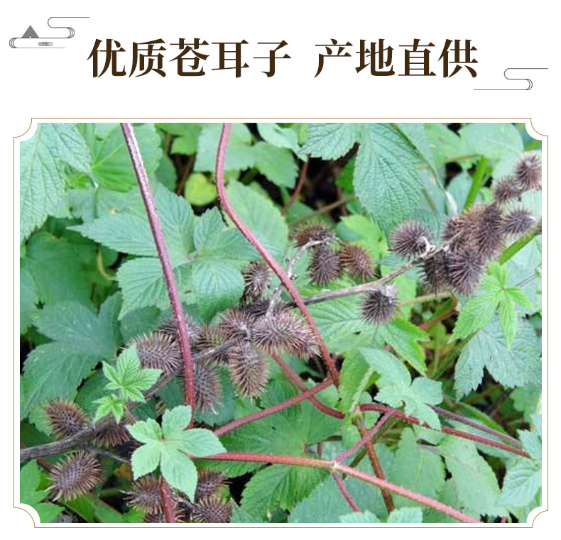 Cang Er Zi Dried Xanthium Fruit 500g Thornless Whole Herb for Decoction and Culinary Use key features