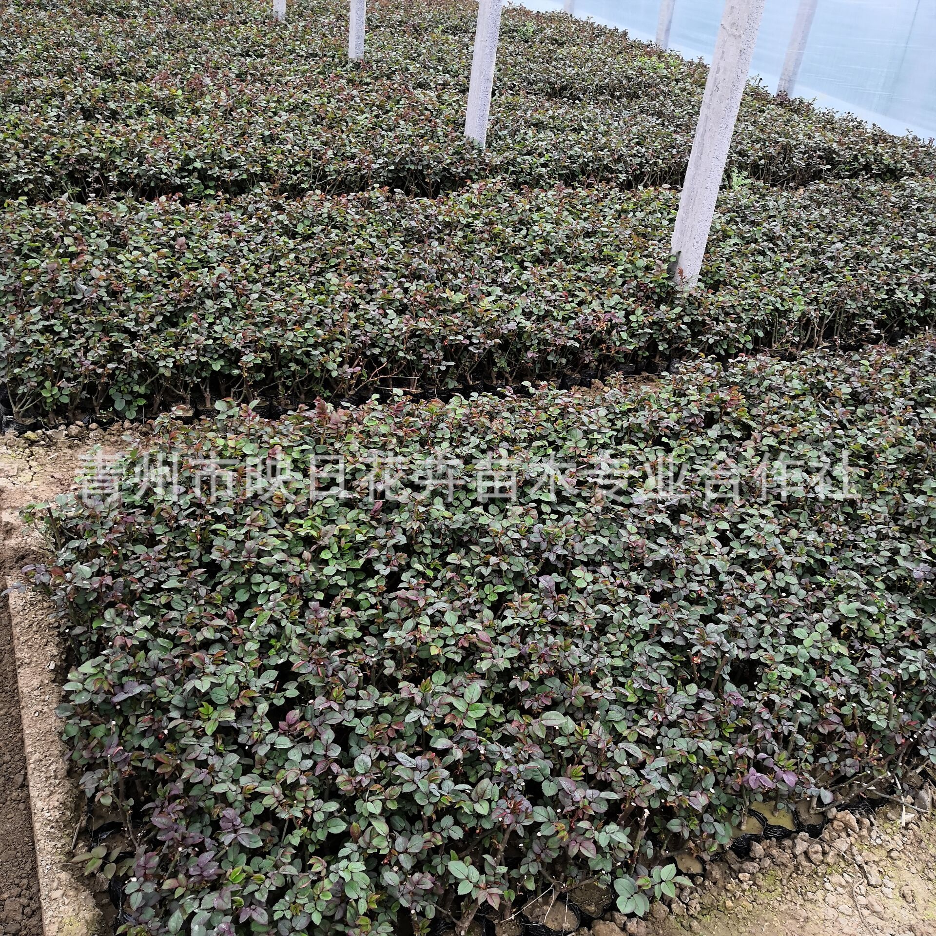 1MV5E_I%6OXKEN55OAV]6TP