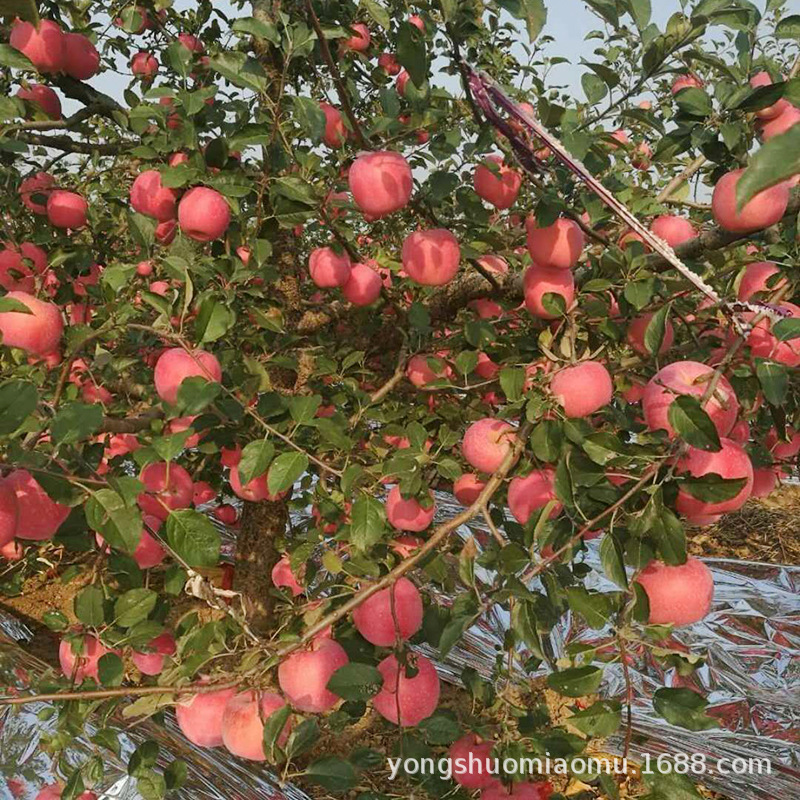 微信图片_201806191545581 - 副本