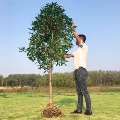 large sweet-scented osmanthus Sapling villa courtyard green Seedlings Native August GUI Jin Osmanthus Potted plant wholesale