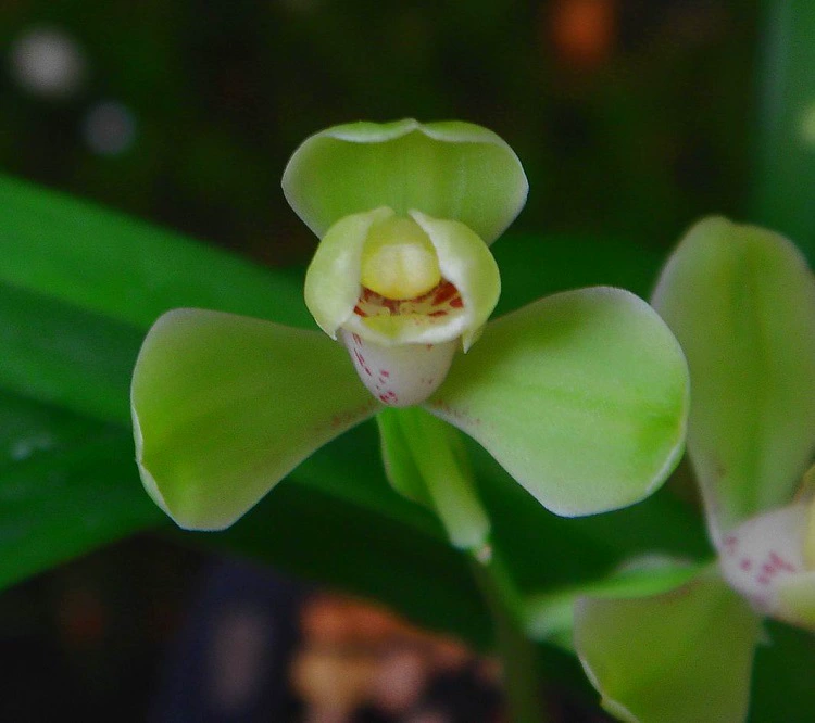 Jianlan Four Seasons Орхидея Зеленая Слива Денгмэй Лучжоу-аромат Орхидея Рассада Слива Лепесток Крытый Зеленое растение Цветочное растение в горшке