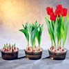 Imported tulip heavy petal large breeding ball 5 degrees ball four seasons of hydroponic soil nourishing balcony indoor and outdoor flower pot plants