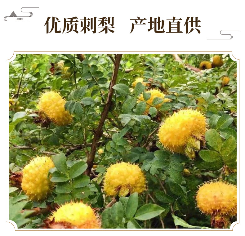 Dried Cili Fruit Rosa roxburghii Slices Ci Li 500g Natural Sun Dried Herbal Fruit for Tea and Infusions key features