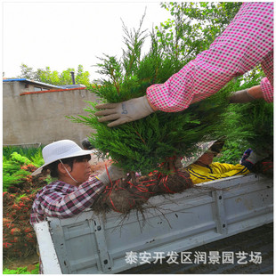 ���ع���һ����~�r�� 1.2��1.5�����������l ɽ�|��u����