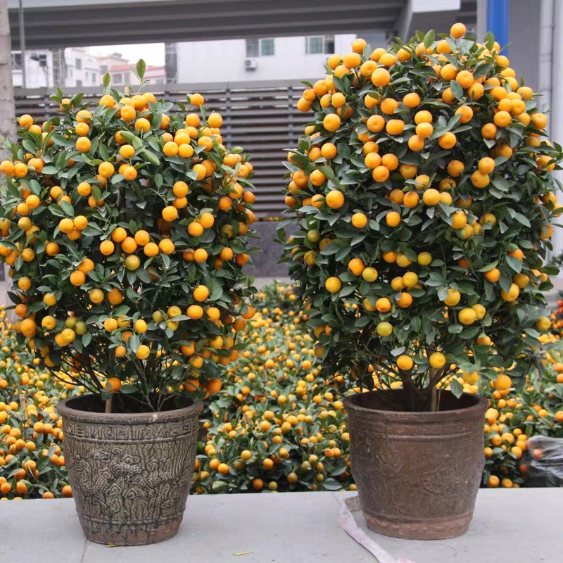 批發金桔盆栽年宵花卉果樹橘子四季觀賞盆景蜜桔年桔室帶果發貨