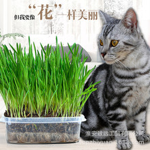 培育天然猫草套装营养土猫草猫咪助消化清洁口腔去除毛球