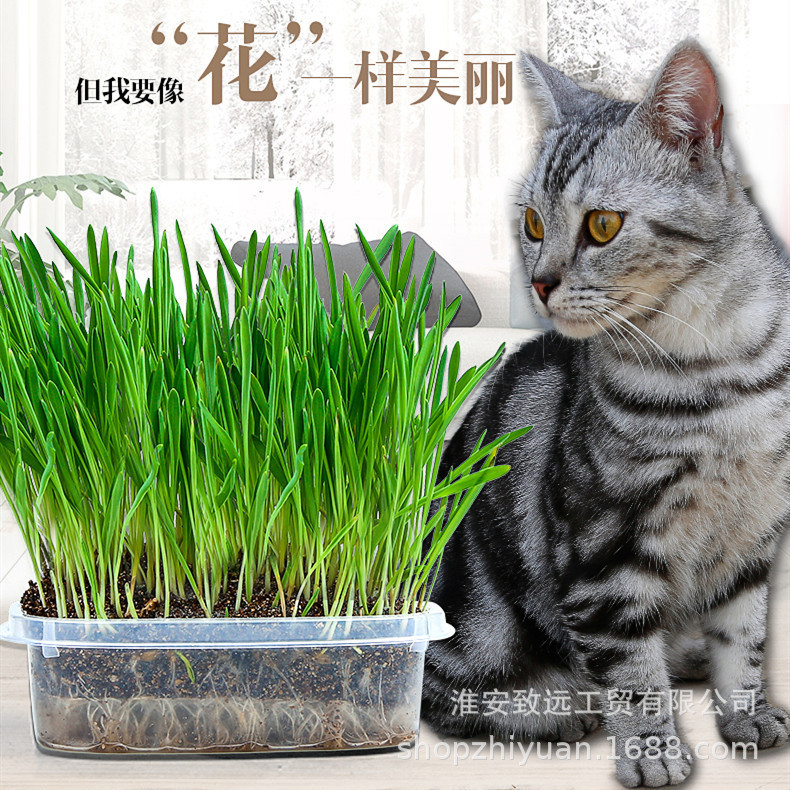 Natural Cat Grass Set, Nutritious Soil, Cat Grass, Aids Digestion, Cleans the Mouth, Removes Hairballs, Grows Grass, Removes Hairballs
