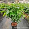 Base direct batch of happy trees/rich trees/green treasure small potted room indoor leaves, plant flowers and green plant purification air