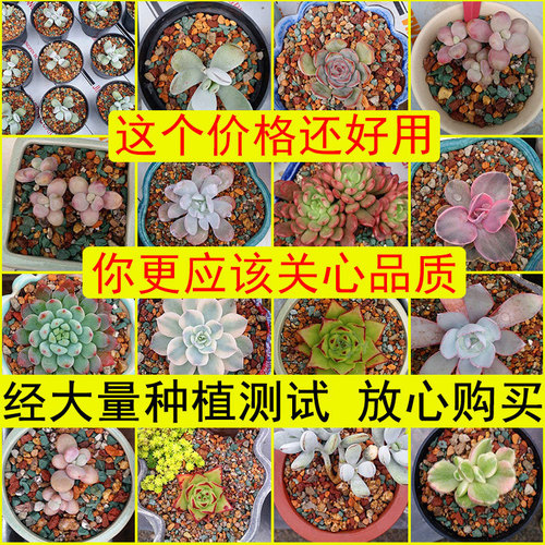 Special potting soil for succulents, succulent plant granular soil, peat soil, succulent repotting, leaf cuttings, planting, surface stones