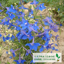 千鳥草種子 千鳥草種子批發 促銷價格 產地貨源 阿里巴巴