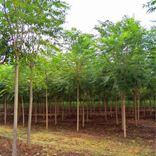 泰安臭椿繁育基地 苗木價格 3公分紅葉臭椿樹 種植基地