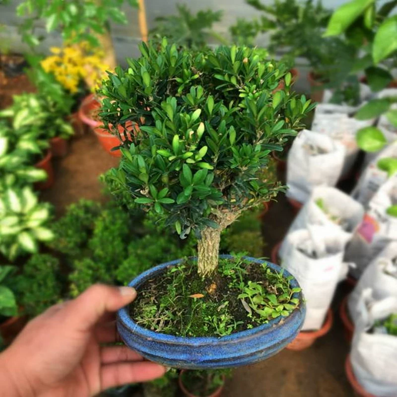 Поставка воробья язык Самшит дольчатый красный Нан в горшке Micro-View Elm View Моделирование бонсай семена дыни самшит