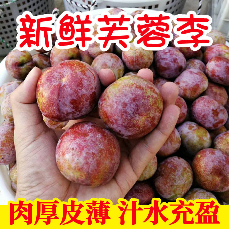 Authentic Fuyu Plums, Whole Box, Fresh Seasonal Fruit for Pregnant Women, Gutean Tree-Ripened Fuyu Plums, Red-Fleshed Plums, Sweet and Sour, Delicious Authentic Fuyu Plums, Whole Box, Fresh Seasonal Fruit for Pregnant Women, Gutean Tree-Ripened Fuyu Plums, Red-Fleshed Plums, Sweet and Sour, Delicious