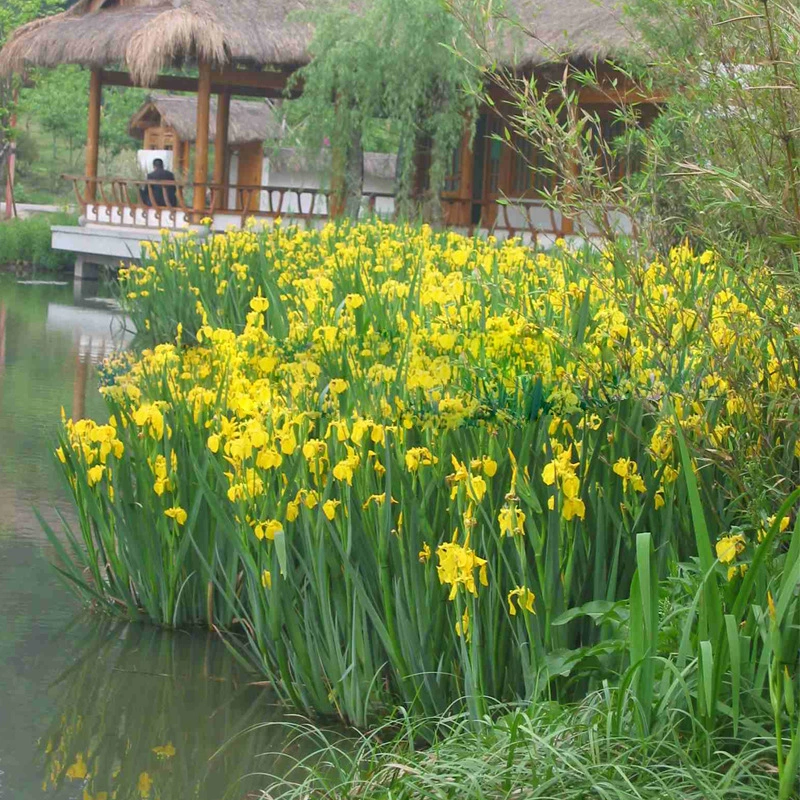 Озеленение бассейна Водные цветы Водные растения Пруд Растения Acorus АИР Рассада Желтый цветок Ирис