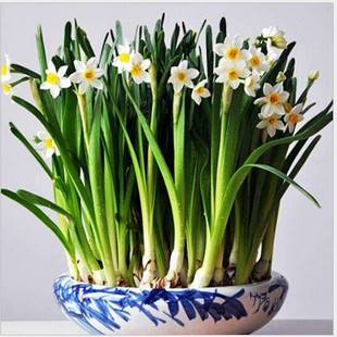 水仙大種球圖片 海量高清水仙大種球圖片大全 阿里巴巴