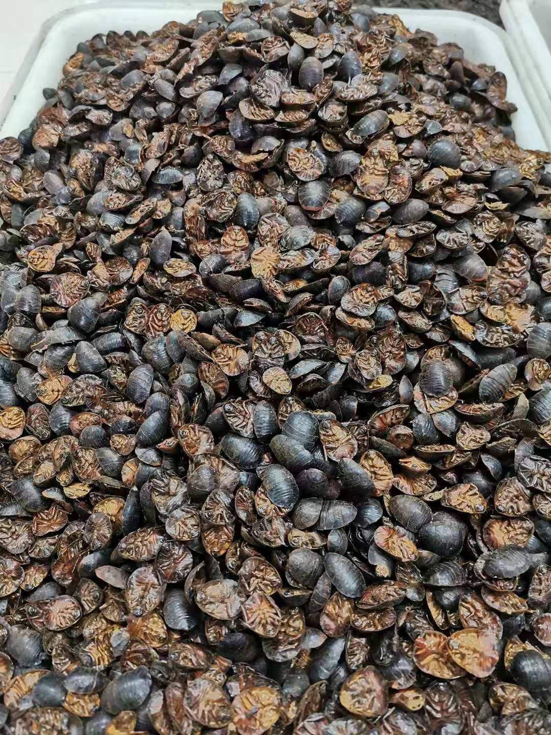 Dried Ground Beetle Tu Bie Chong Whole Insect Traditional Chinese Herb 1 Jin 500g Bulk Pack in use