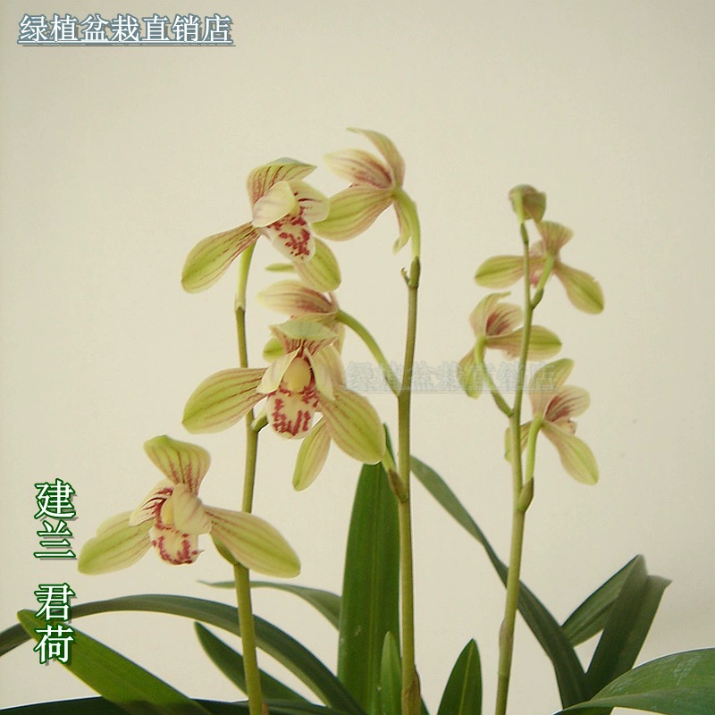 Jianlan Four Seasons Lanjun Lotus Luzhou-аромат орхидеи рассада лоскут лотоса Крытый зеленый посадка цветок растение в горшке