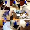 Pet cat pouring wool device for cats to massage device comfortable self -entertainment self -entertainment and itching tool wholesale