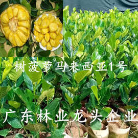 四季树菠萝马来西亚1号树苗菠萝蜜苗庭院种植嫁接果苗南北方种植