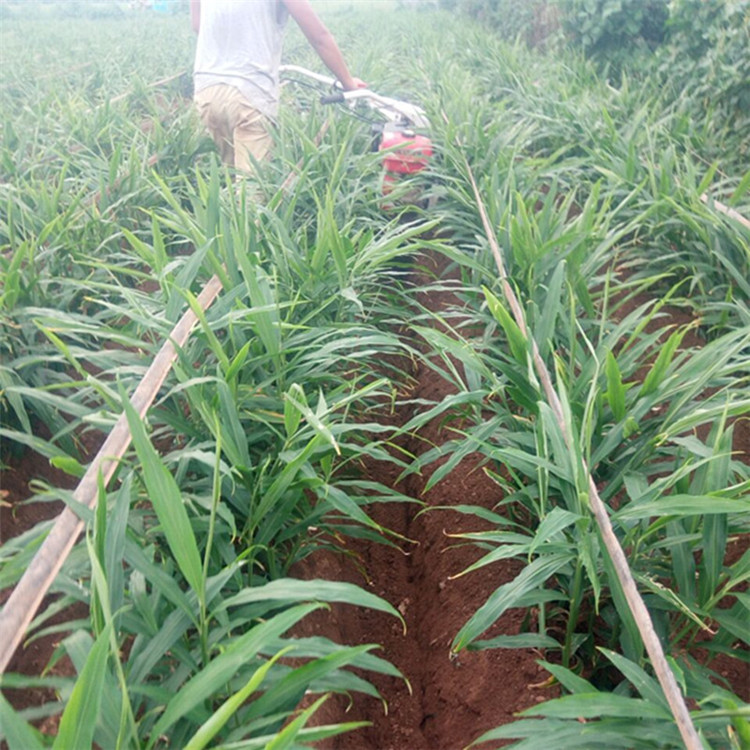 高质量大葱趟沟机 使用简单小型开沟培土机 大棚内开姜沟种植机