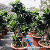 Base direct criticism ｜ Lao Ping Sun God Four Seasons Potted Potted Everbone Large -scale Large -scale Large -scale Living Room View Yejujia Green Plants