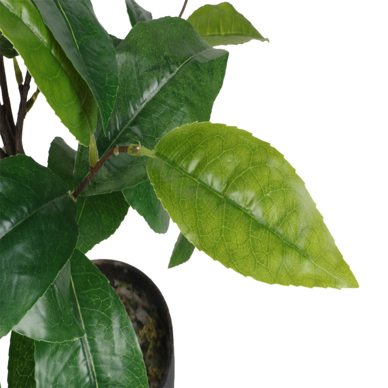 XRS-028 盆栽丹桂叶69叶0.65米2.jpg