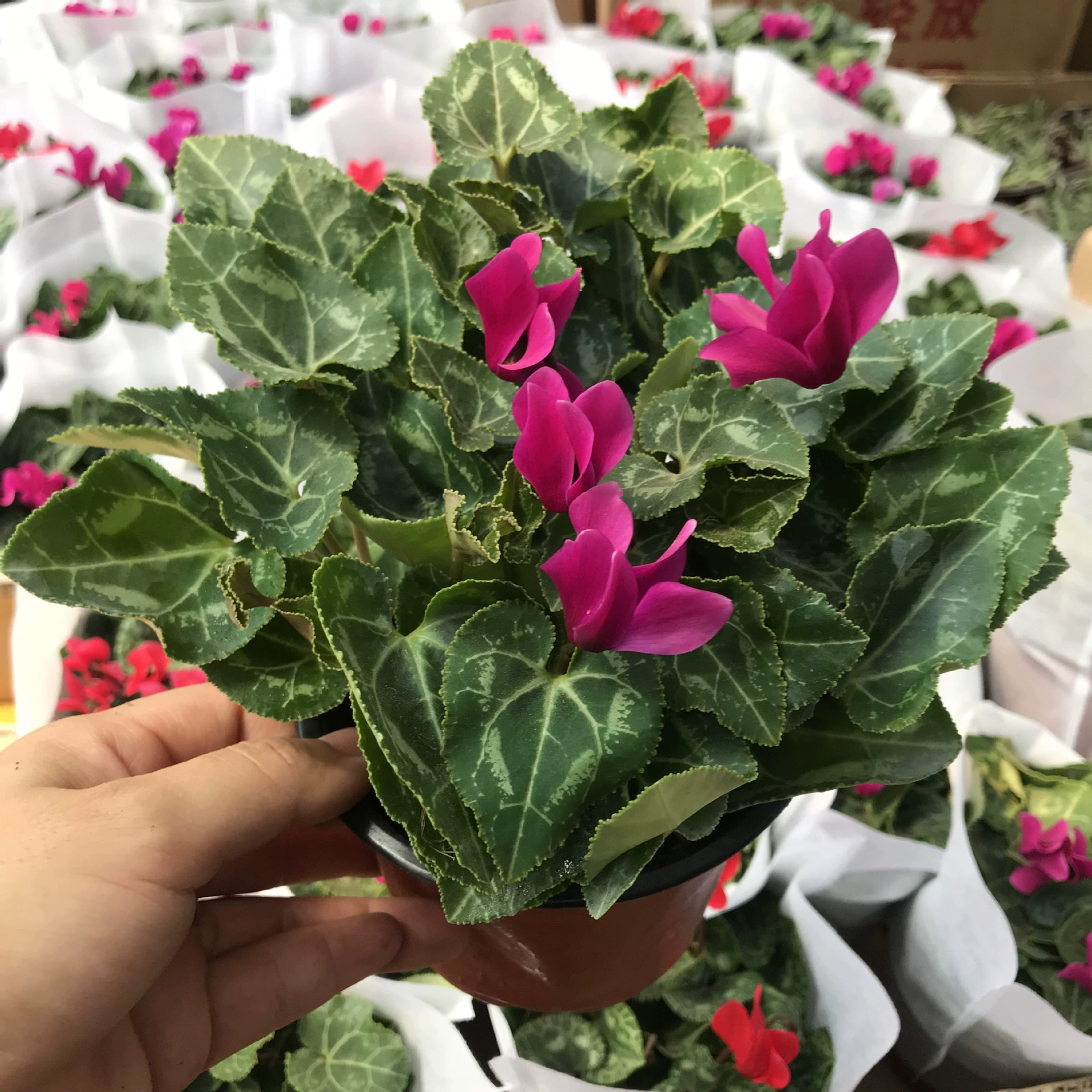 Крытый балкон гостиная зеленый цветок цветочное растение цикламен очистка воздуха новичок легко поднять зеленое растение