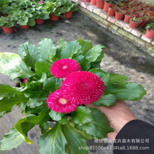 �r�ղݻ� �ͺ����� һ������ ��������[�����G������