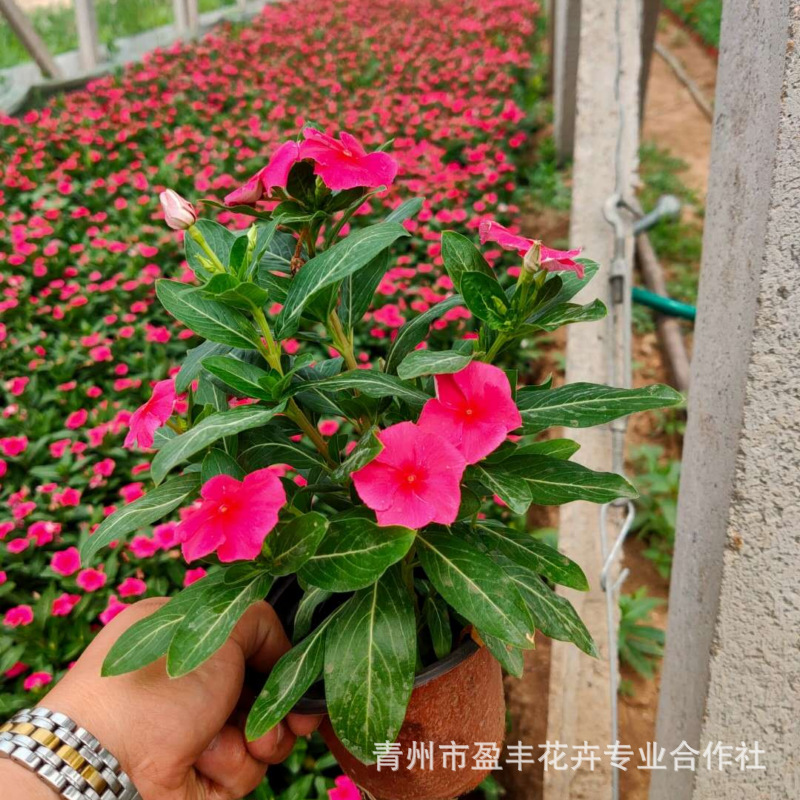 c8e361c18eef4c80d419d370082247