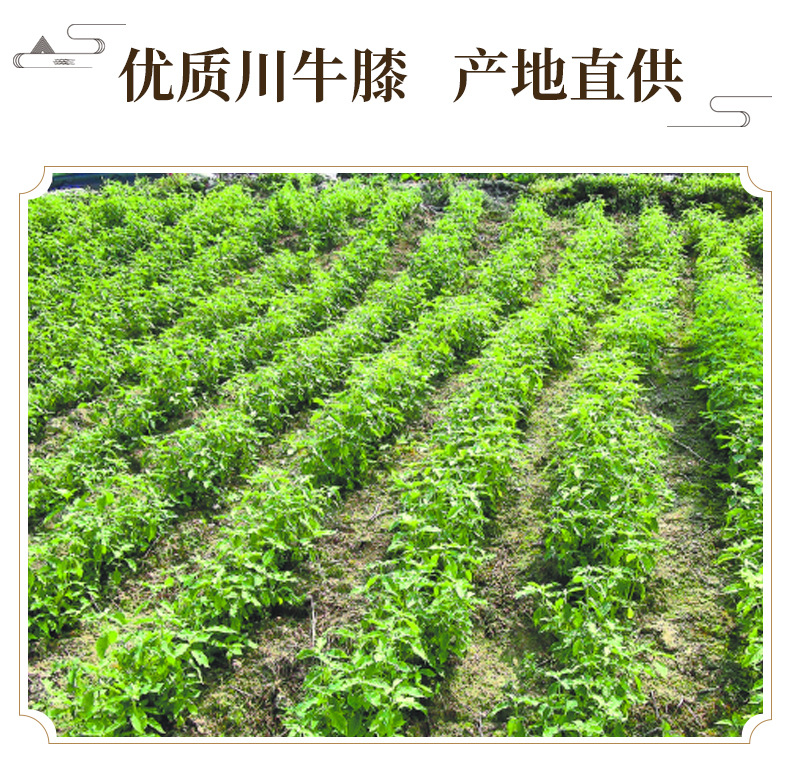 Sichuan Cyathula Root Chuan Niu Xi Dried Sliced Herb 500g for Decoction and Culinary Use key features