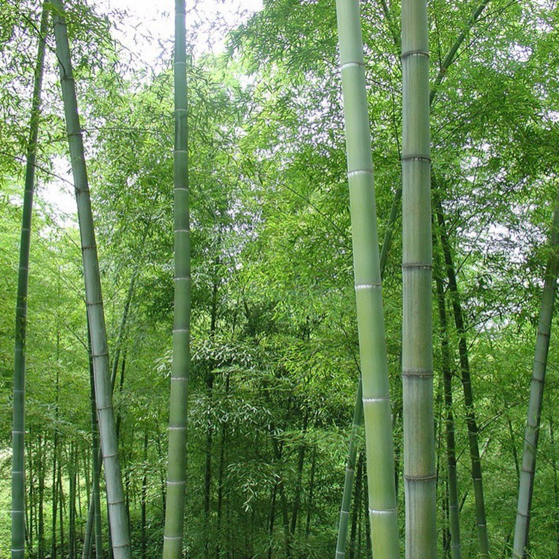 刚竹 刚竹价格 最新刚竹批发报价 种苗花卉网