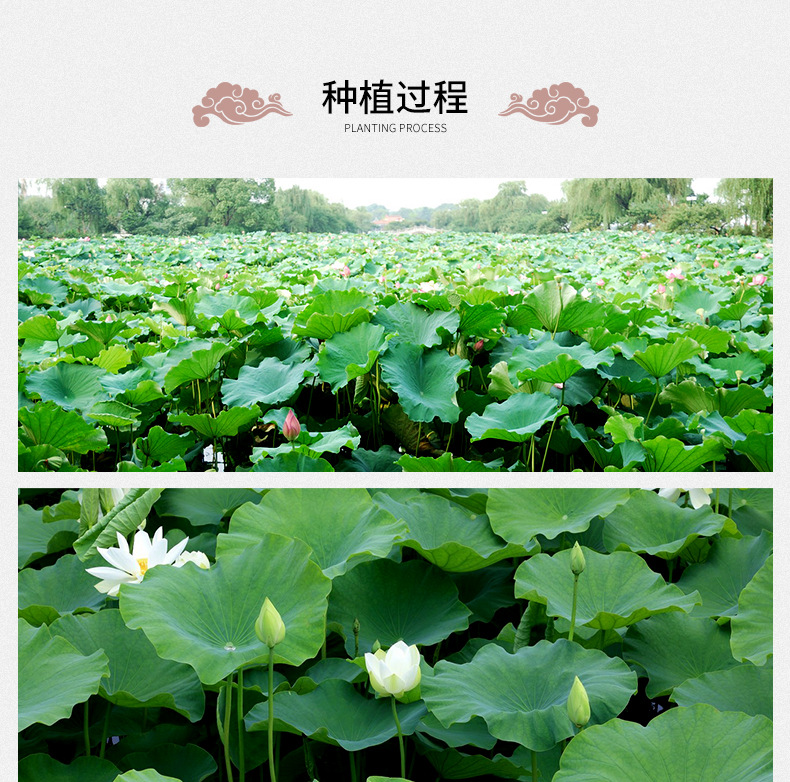 Lotus Leaf Tea He Ye Granules Dried Nelumbo nucifera Leaf Herbal Drink 500g Bulk preparation