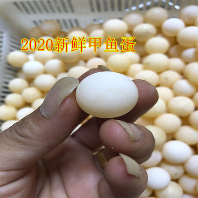 食用甲鱼蛋当天挖新鲜营养水鳖土鳖老鳖蛋天然甲鱼蛋宝宝辅食包邮