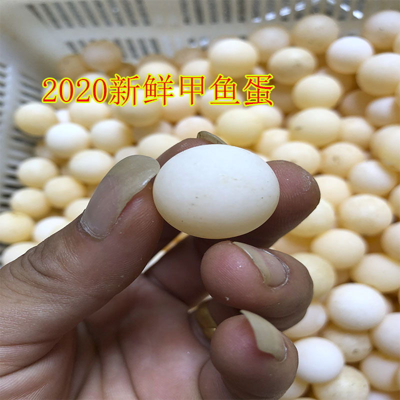 食用甲鱼蛋当天挖新鲜营养水鳖土鳖老鳖蛋天然甲鱼蛋宝宝辅食包邮